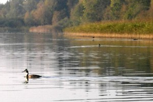 Chiemsee mieten